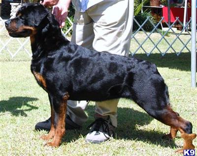 Rottweiler Puppies in FL